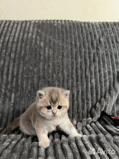 Британская кошка