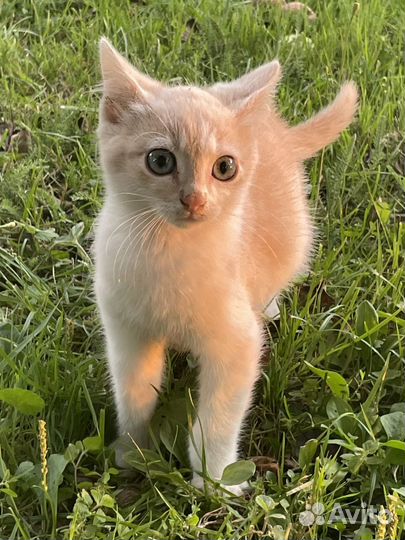 Кошка в дар