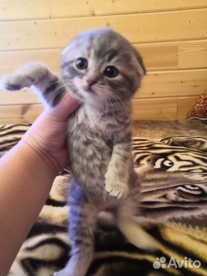 Продается шотландский вислоухий котенок