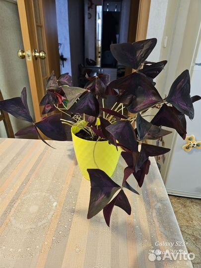 Кислица оксалис