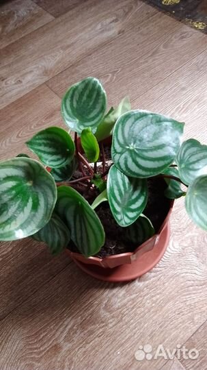 Комнатные растения