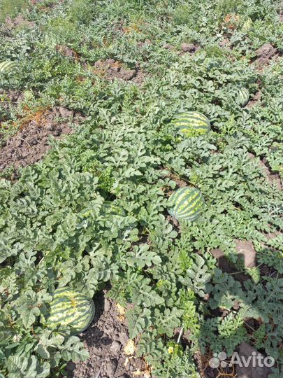 Арбуз оптом