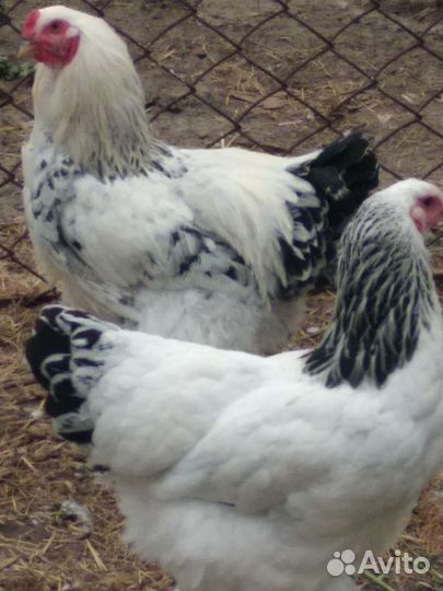 Петухи Брама - чистокровки