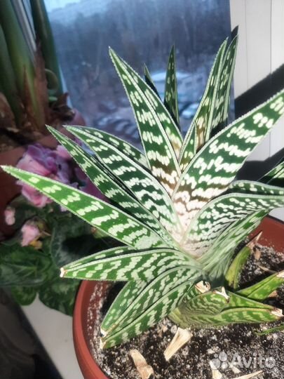 Алое пестрое