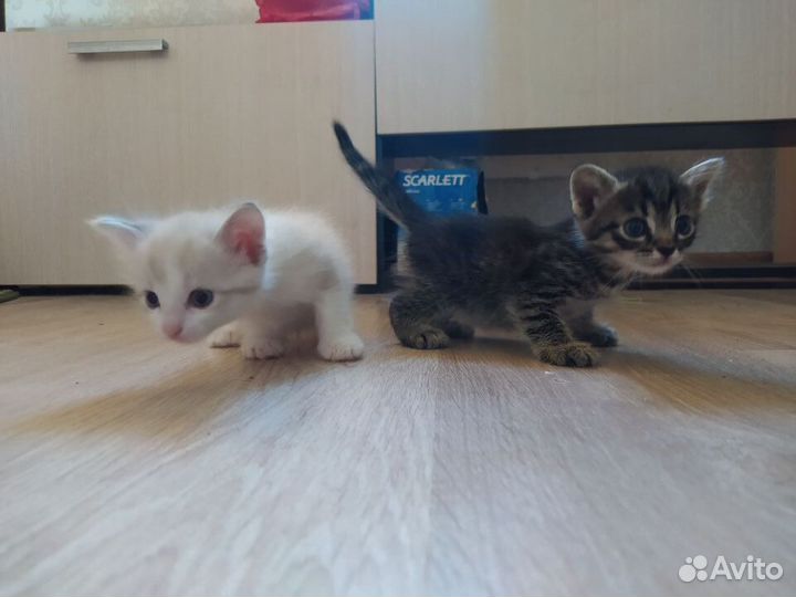 Отдам котят в добрые руки