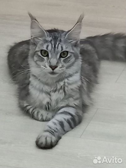 Кошечка на вязку