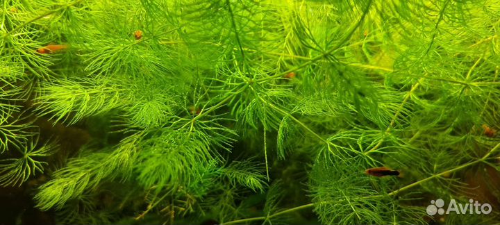 Аквариумные растения