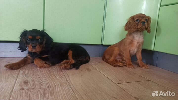 Кавалерчики