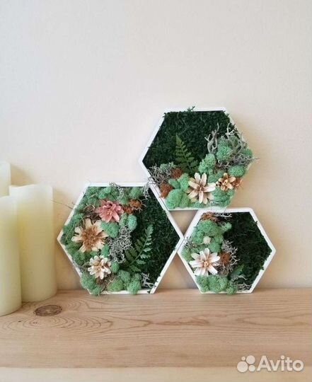 Соты со мхом фитокартина мох стабилизированный пан