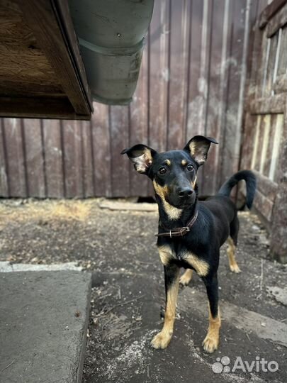 Девочка в добрые руки