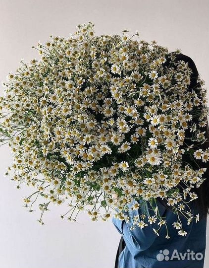 Цветы ромашки. Букеты ромашек. Цветы доставка