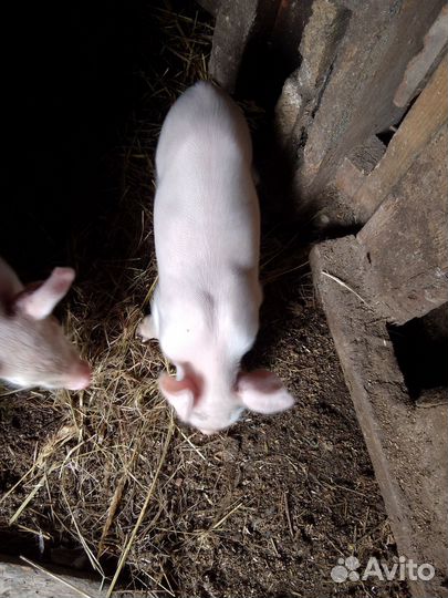 Свинья белая русская порода