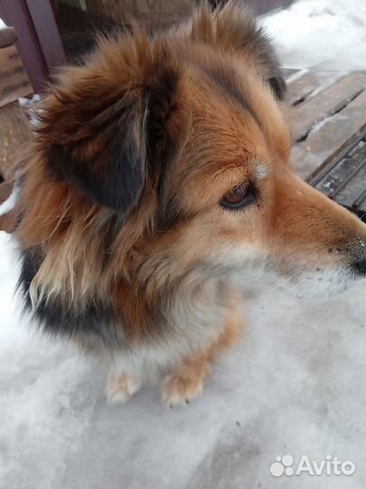 Собака в добрые руки отдам бесплатно