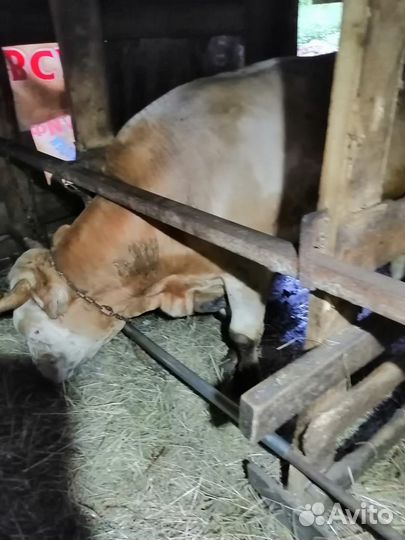 Бычки и быки