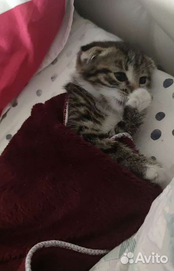 Кот вислоухий в добрые руки