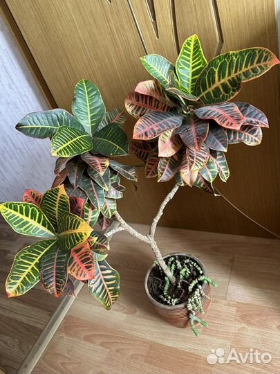 Кротон / Домашние растения