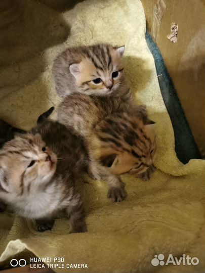 Британские котята
