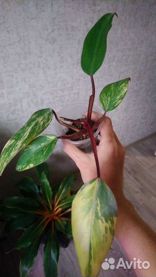 Филодендрон рэд эмеральд