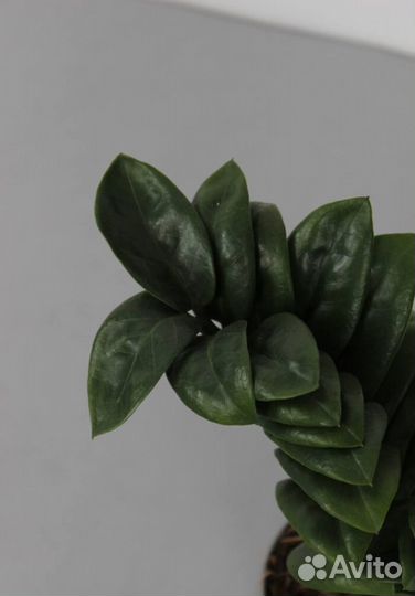 Замиокулькас Zamiifolia Zenzi