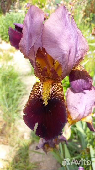 Ирисы, хосты