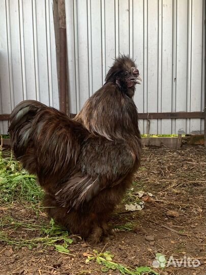 Инкубационное яйцо китайских шелковых кур