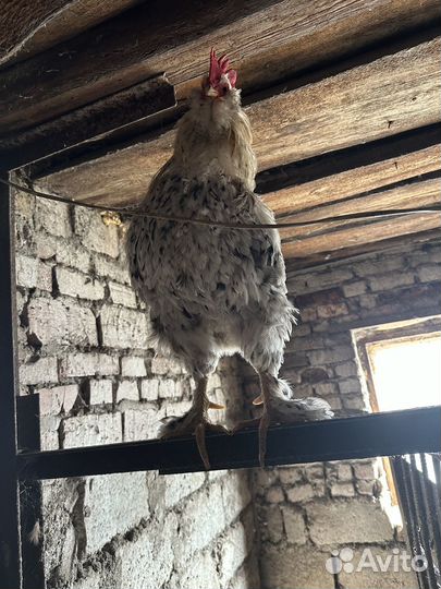 Молодые петухи