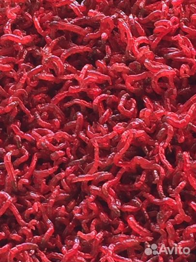 Живые корма для рыбок