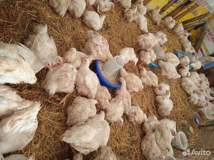 Куры бройлеры живым весом за кг
