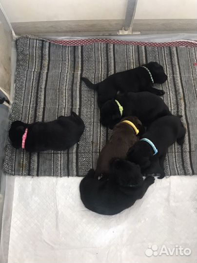 Щенки лабрадора