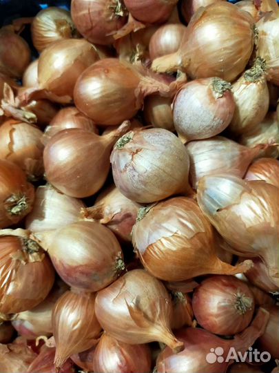 Лук семейный