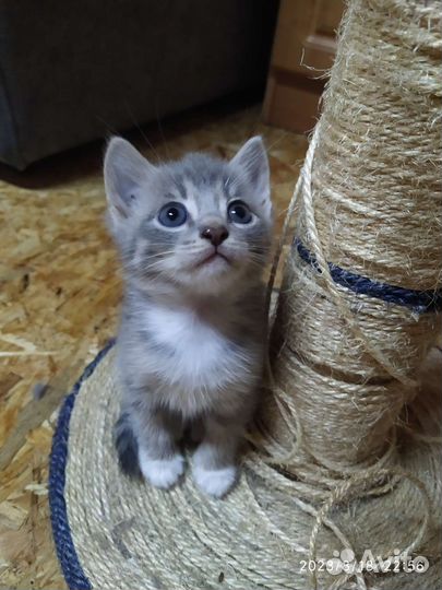 Котята в добрые руки бесплатно