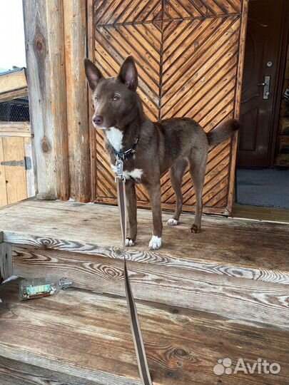 Шоколадная собака