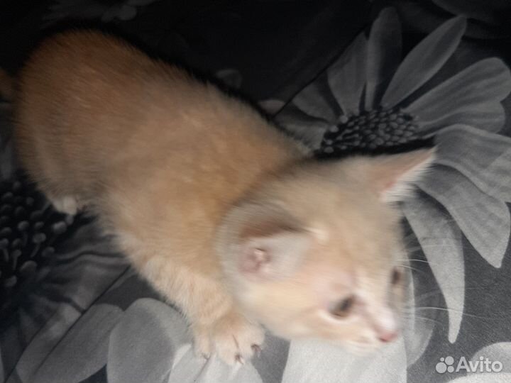 Котенок (мальчик)