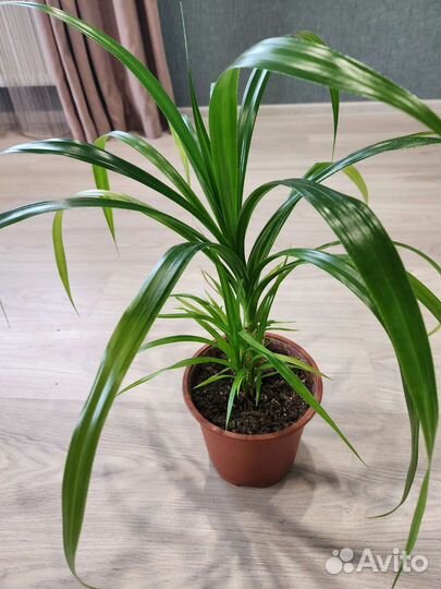 Пальмы,драцены