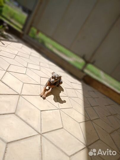 Вязка той-терьер