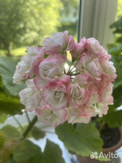 Герани королевские