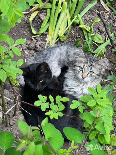 Две сестрички ищут дом