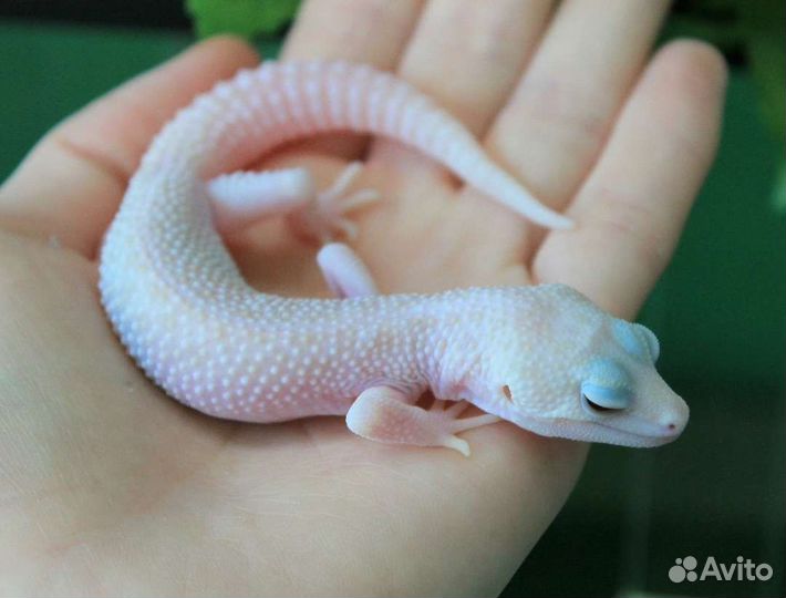 Геккон эублефар