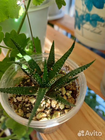 Суккуленты