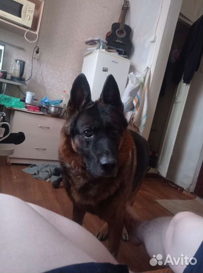 Немецкая овчарка