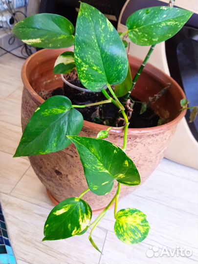 Эпипремнум