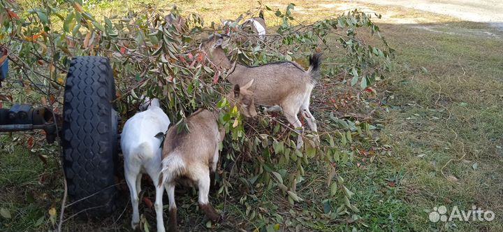Альпийские и зааненские козы