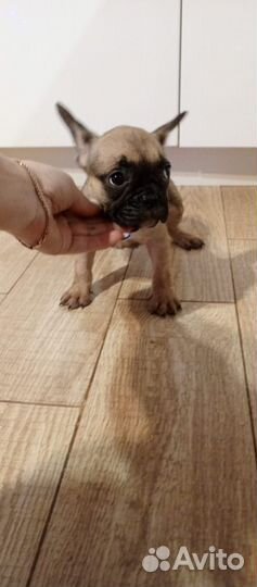 Французский бульдог