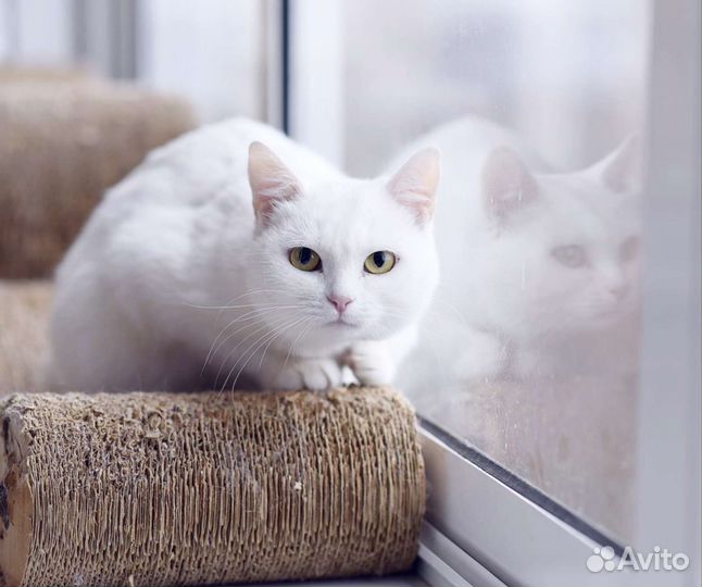 Котёнок, белая малышка Валенсия ищет семью