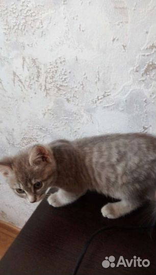 Британские котята