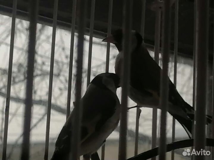 Щегол чечётка чиж