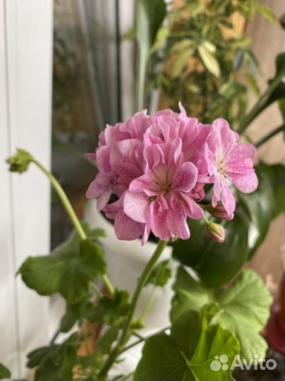 Пеларгония