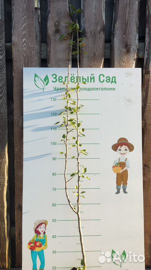 Саженцы 3 плодовых дерева