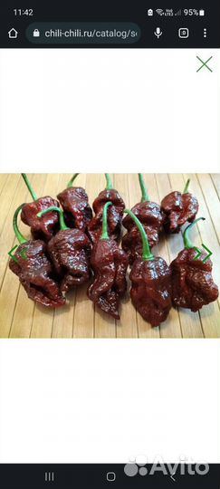 Семена и рассада сверхострых перцев