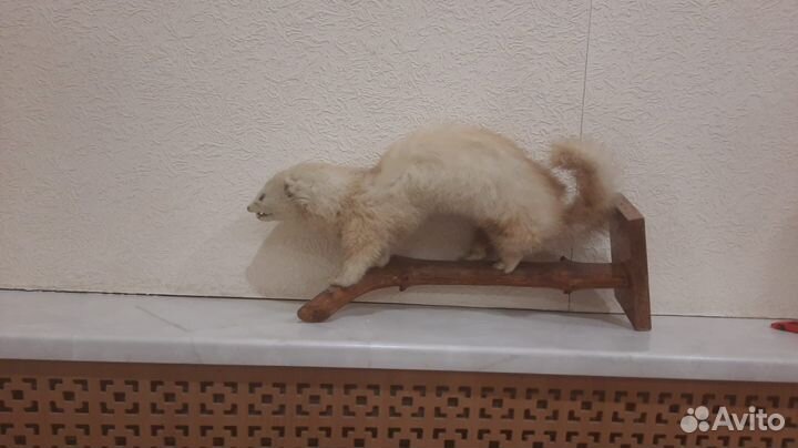 Чучело хорек-ласка